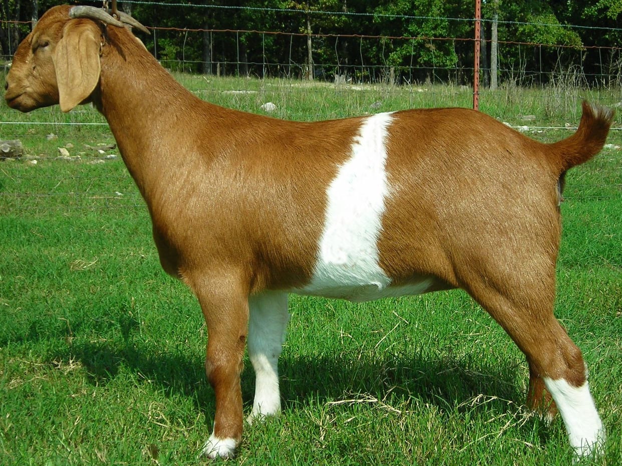 jharkhand: goat price on olx 5000 to 1 lakh