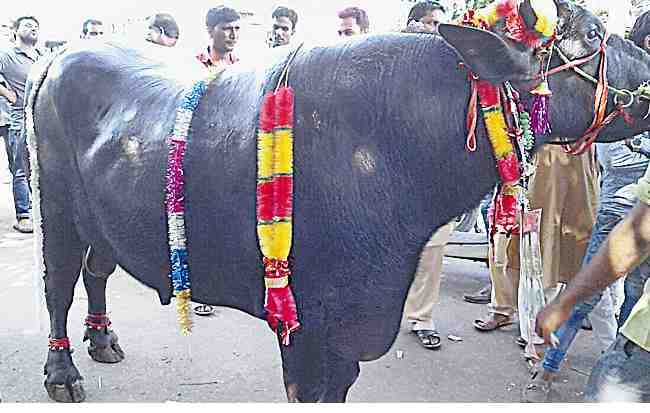 Goat penetration reached the three million 'Shera'