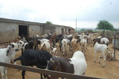 10 muslims lost their lives in mewat agter cow 