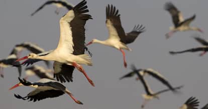 Jumma's famous JhidI Fair starts from today, will remember Baba Jitti's sacrifice