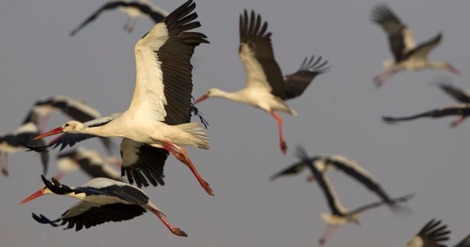 bird festival