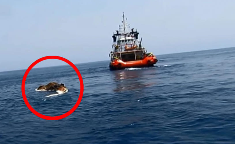 mysterious sea creature found in pursian gulf