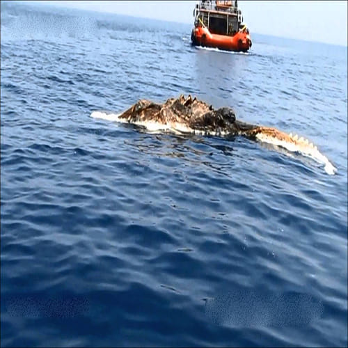 mysterious sea creature found in pursian gulf