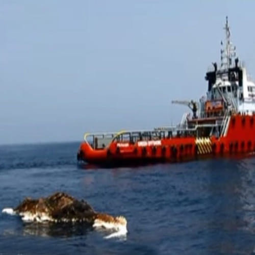 mysterious sea creature found in pursian gulf