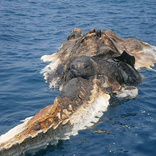 mysterious sea creature found in pursian gulf