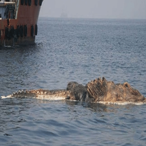 mysterious sea creature found in pursian gulf