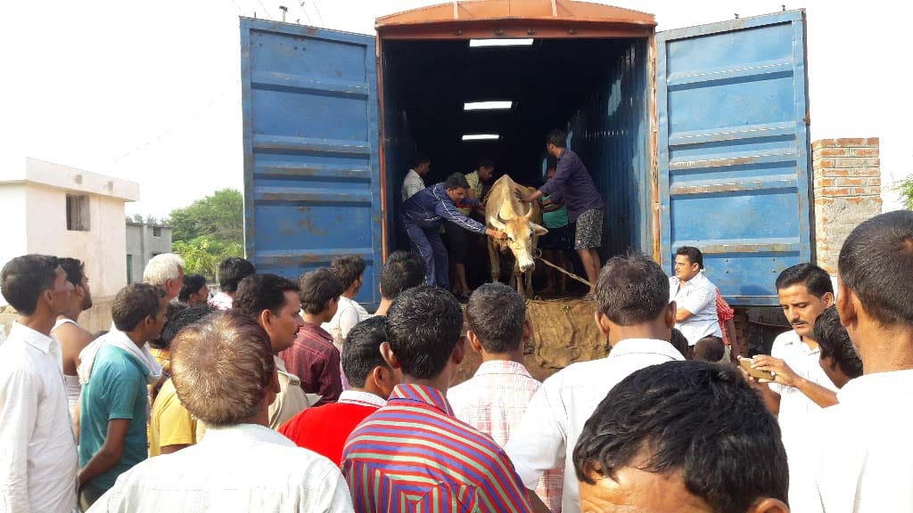 Two cow smuggler was finally picked up its progeny recovered 33