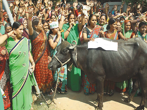 Bean also played in wilderness anganbadis
