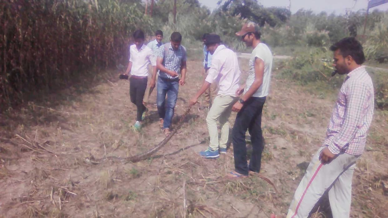 Python rises panic among villagers.