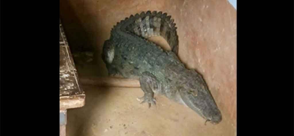 crocodile found in home at Sultanpur roorkee