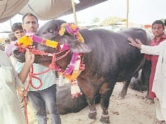 Buffalo; Worth 15 Lakh