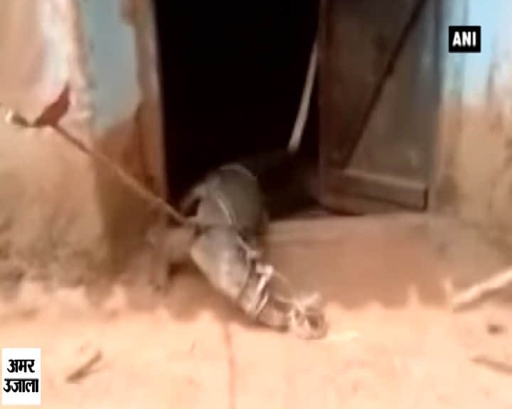 बस्ती मगरमच्छ