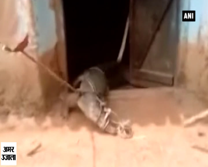बस्ती मगरमच्छ