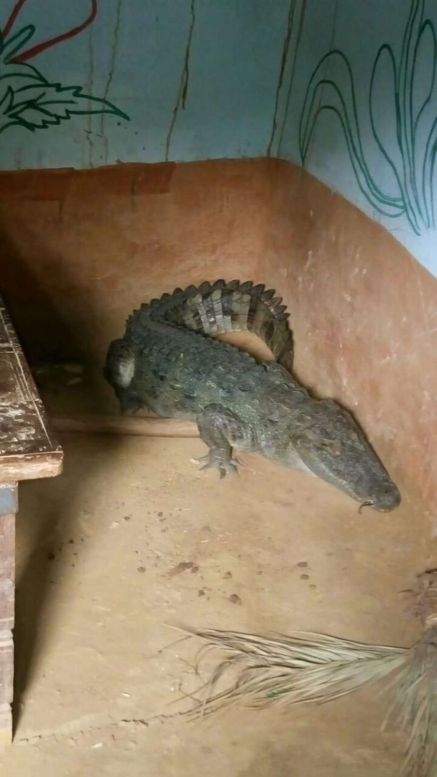 Crocodile entered the house, stirring