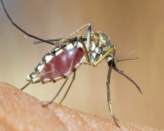 fogging increased dengue