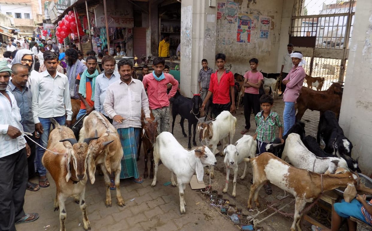 Five goats were sold for up to 45 thousand
