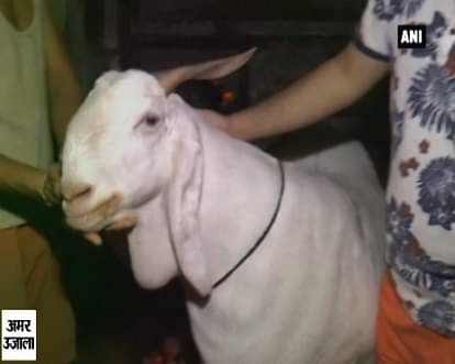 Goat costing Rs 21 lakh on offer for Bakr-Eid celebrations