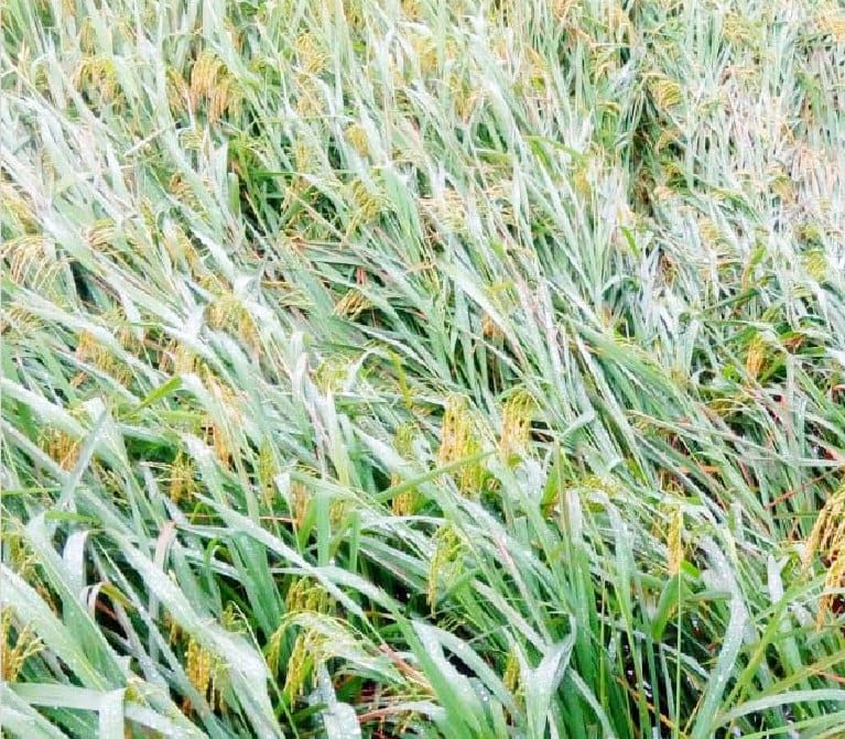 Strong winds from the kernel paddy and sugarcane crops