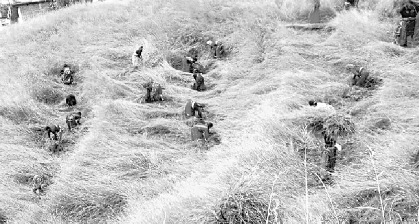 Women showed mowing skills