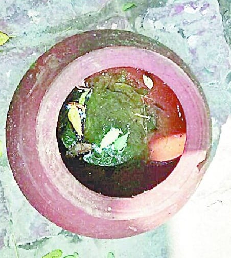 17 confirmed dengue patients, Stirred