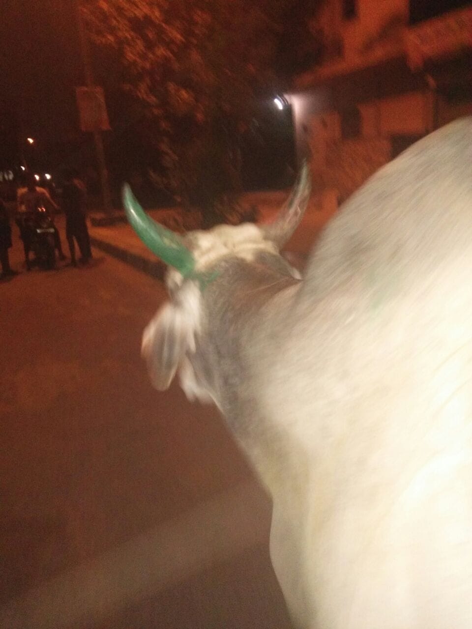 cattle up, rohtak, haryana, nagar nigam, cattele on road