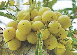 bumper crop