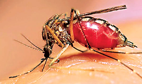 mosquito fear spread in kanpur