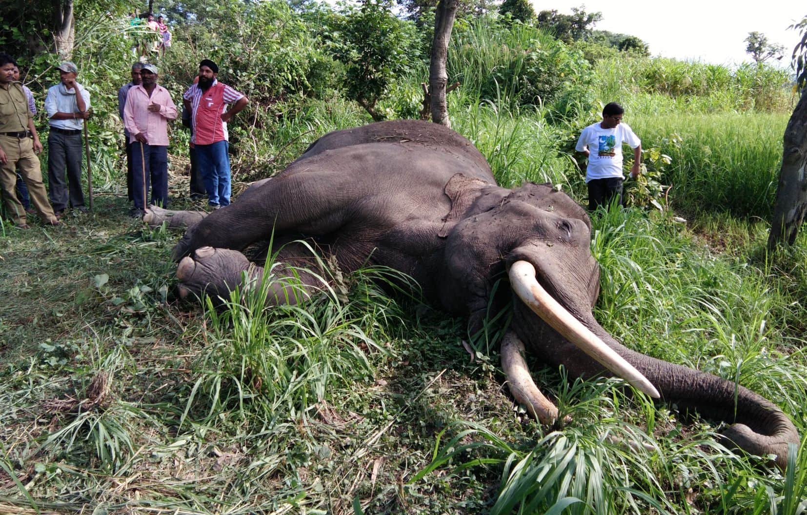 elephant anger on other elephant death.
