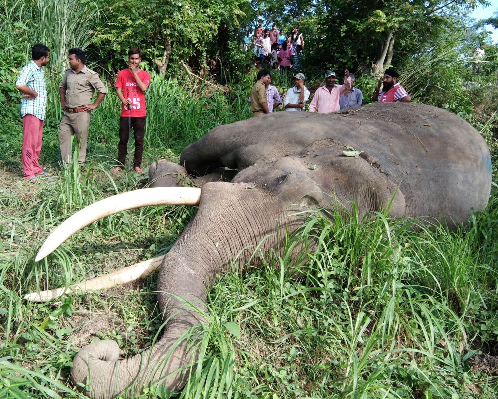 elephant anger on other elephant death.