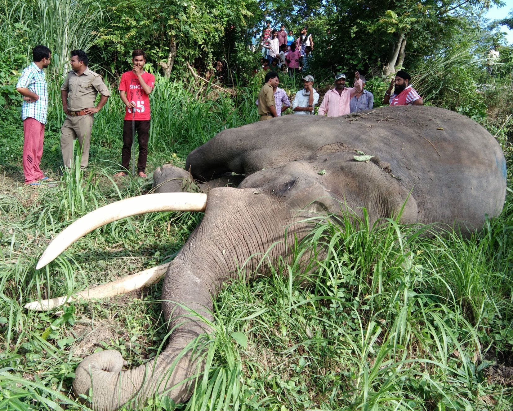 elephant anger on other elephant death.