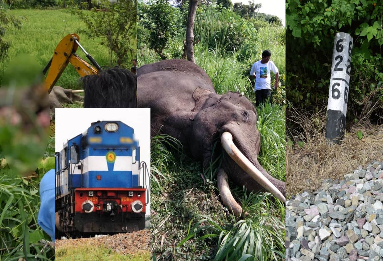 elephant anger on other elephant death.