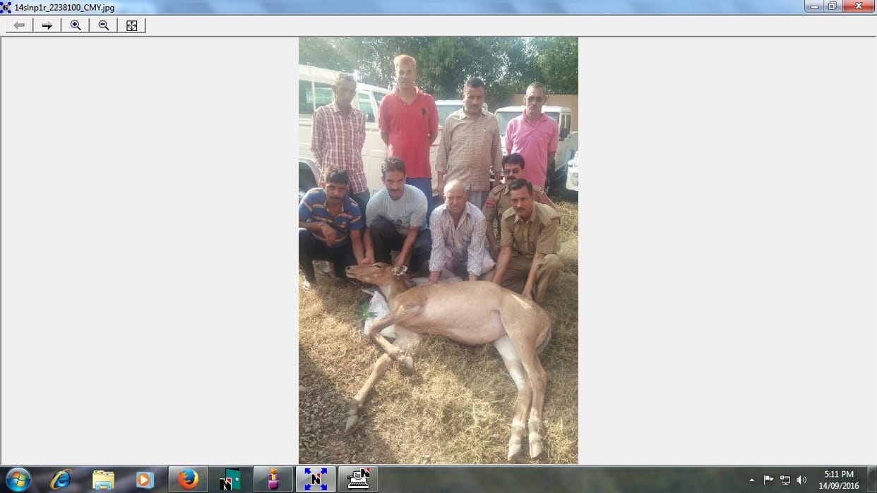 people save a nealcow in baddi