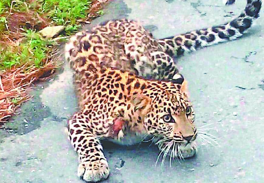  man eater tiger killed hunter mini corbett Passed away