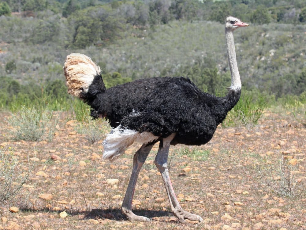 ostrich come soon in malsi deer park