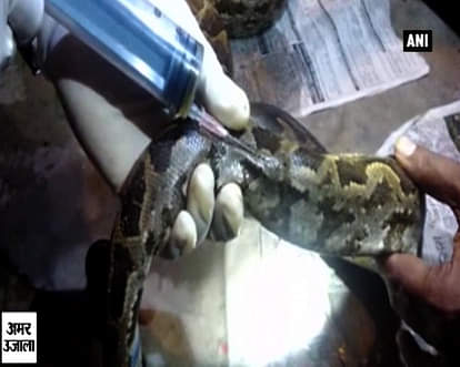 Injured python undergoes treatment after being rescued