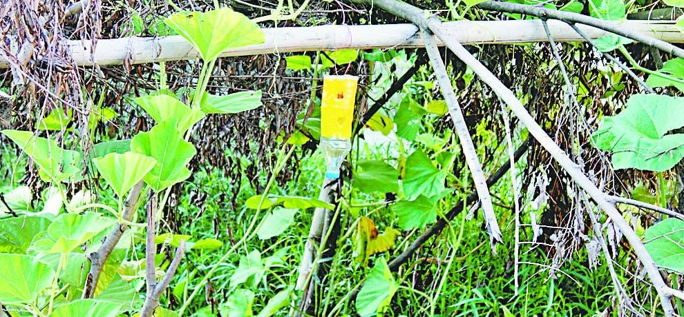 empty bottles will be used to save crop