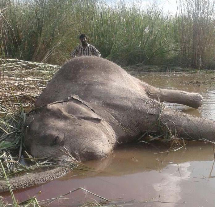 The death of one of the elephants in the border area 