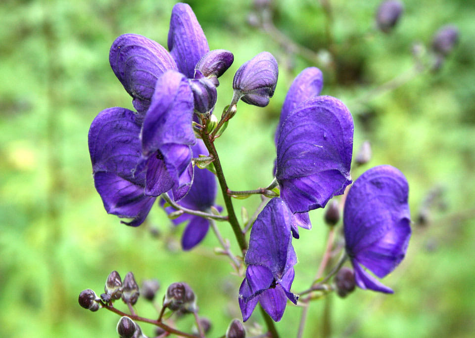 dangerous poisonous flower aconite