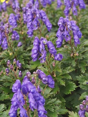 dangerous poisonous flower aconite