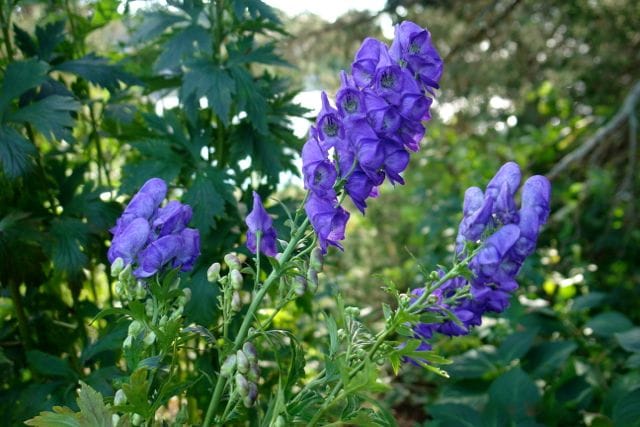 dangerous poisonous flower aconite