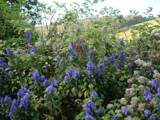 dangerous poisonous flower aconite