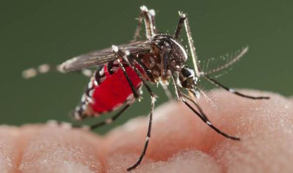mosquitoes fear in kanpur police