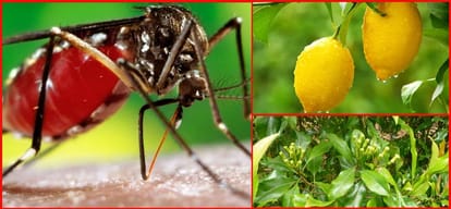 Deep information about dengue must read