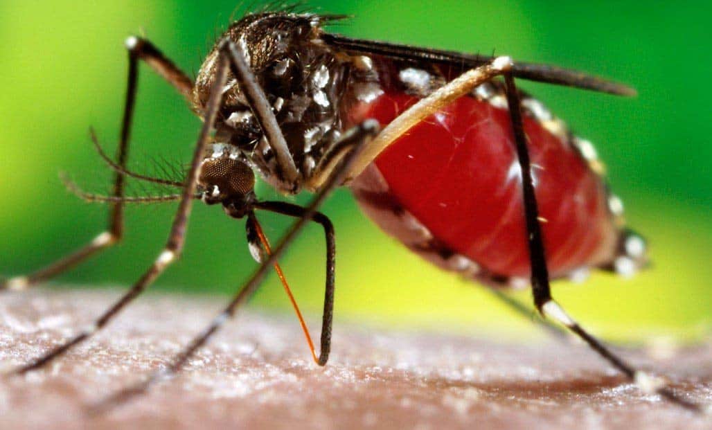 Save your family by Identify these symptoms and precautions against dengue