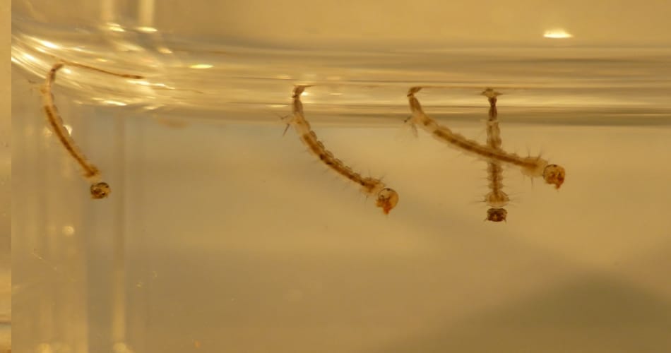 dengue spread out through this new mosquito