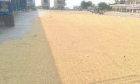 From September 15 to begin procurement of paddy, Ismailabad