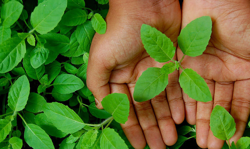 home remedies for dengue and chickengunia