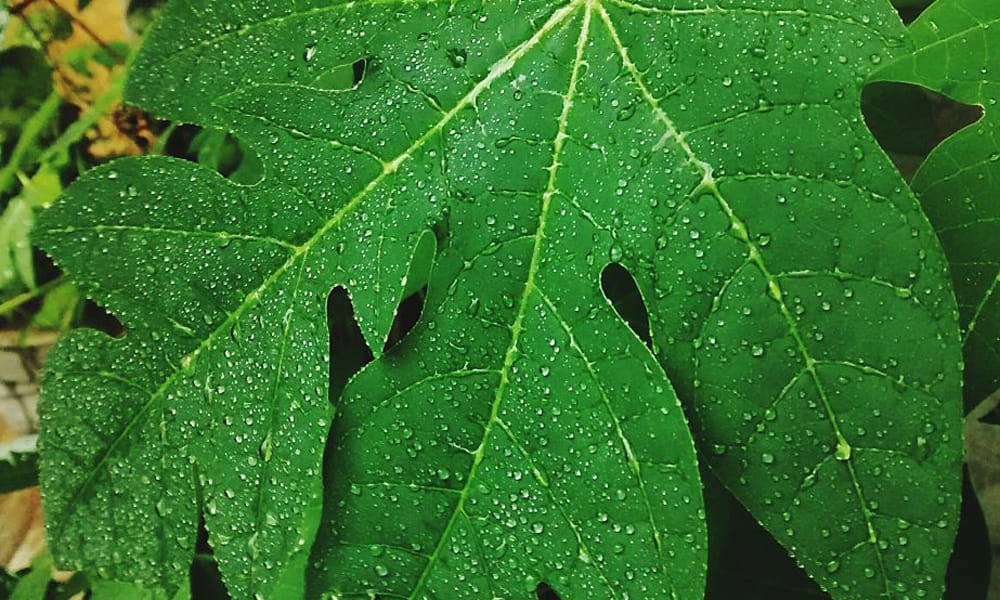 home remedies for dengue and chickengunia