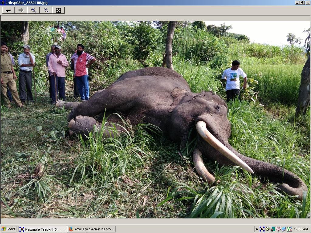 Corbett Park Link Express hit the elephant, death