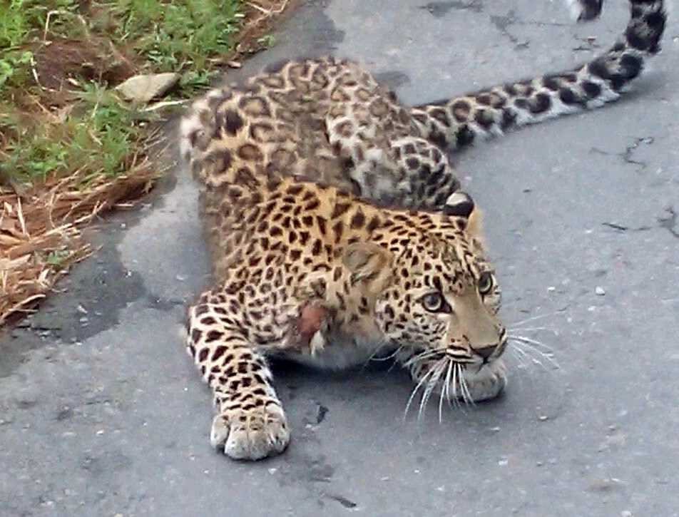 injured leopard seen on the road at pithoragarh